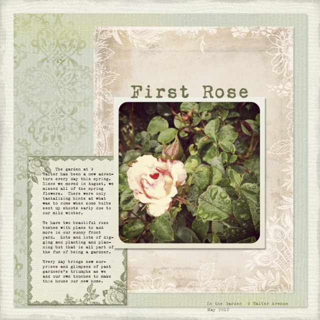 12-06-12-First-Rose-WEB