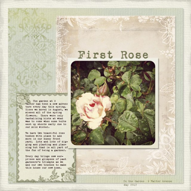 12-06-19-12-First-Rose-WEB