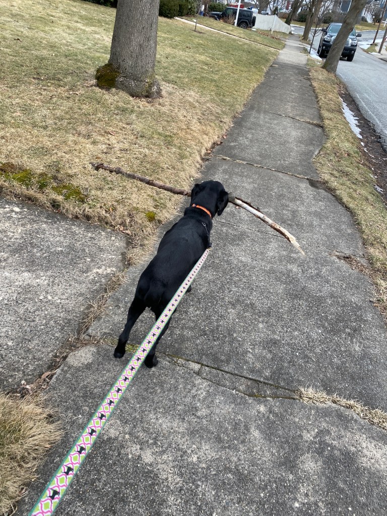 photo of black lab walking down sidewalk with big stick in her mouth